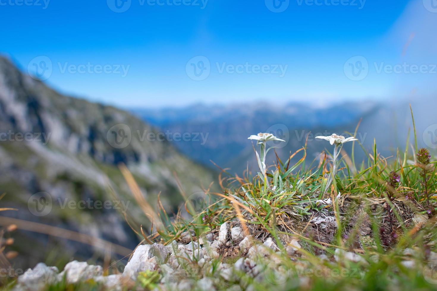 a flor protegida da montanha edelweiss nos alpes de bergamo. foto