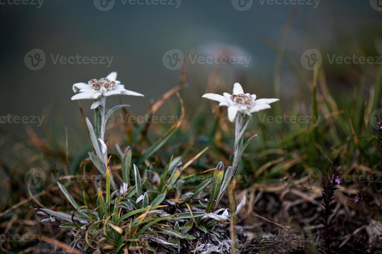 a protegida flor da montanha edelweiss um casal foto