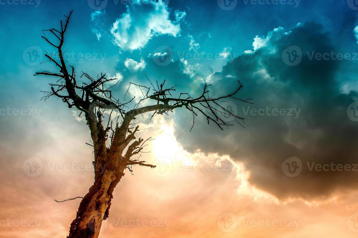 árvore queimada por um raio sob nuvens ameaçadoras foto