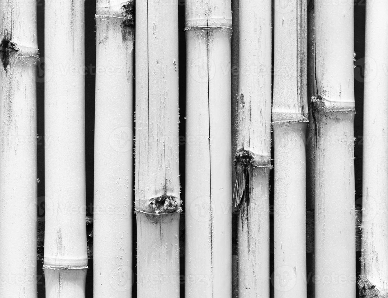 fundo de padrão de parede de madeira de bambu branco de textura foto