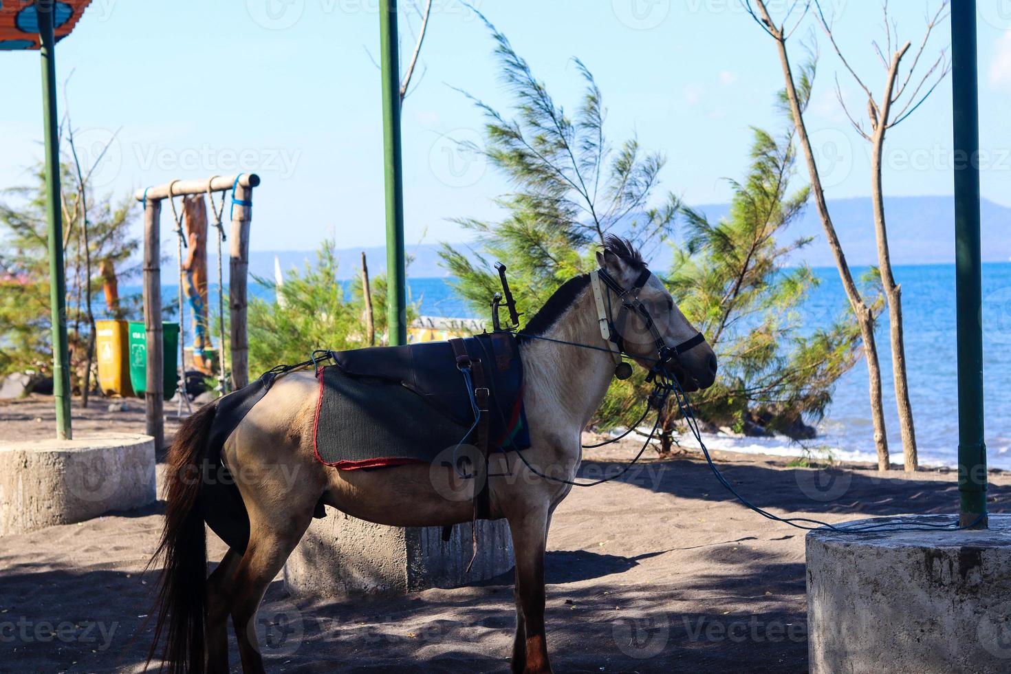 cavalos relaxam à espera de turistas para alugá-los para passeios a cavalo, na praia de cacalan, banyuwangi foto