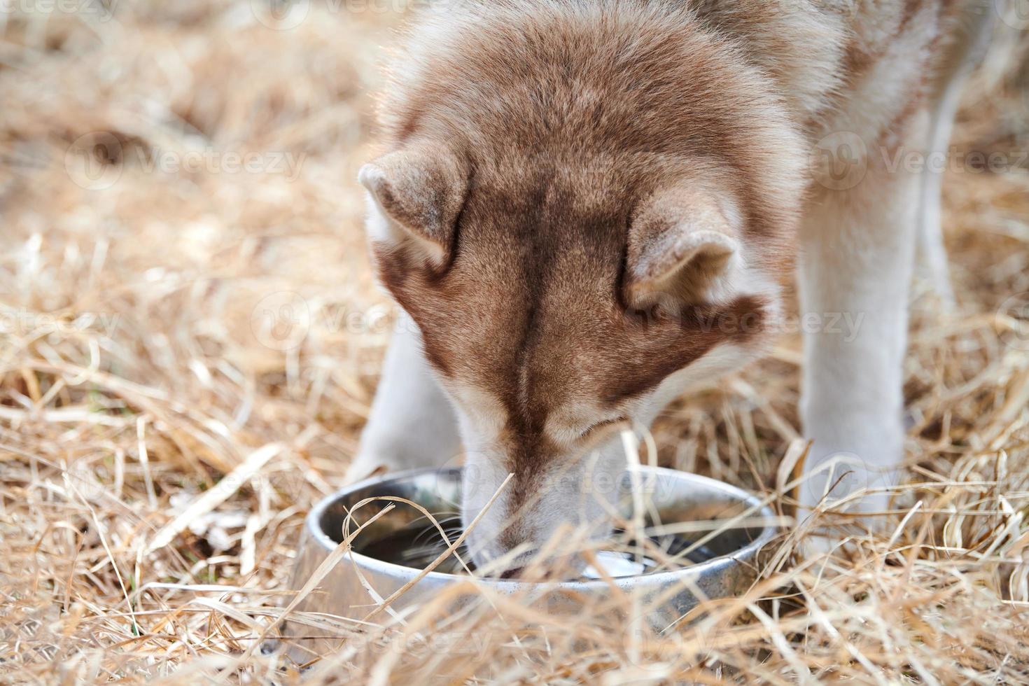 cachorro husky siberiano bebe água de tigela de metal cachorro husky com cor branca marrom descansando após uma corrida foto