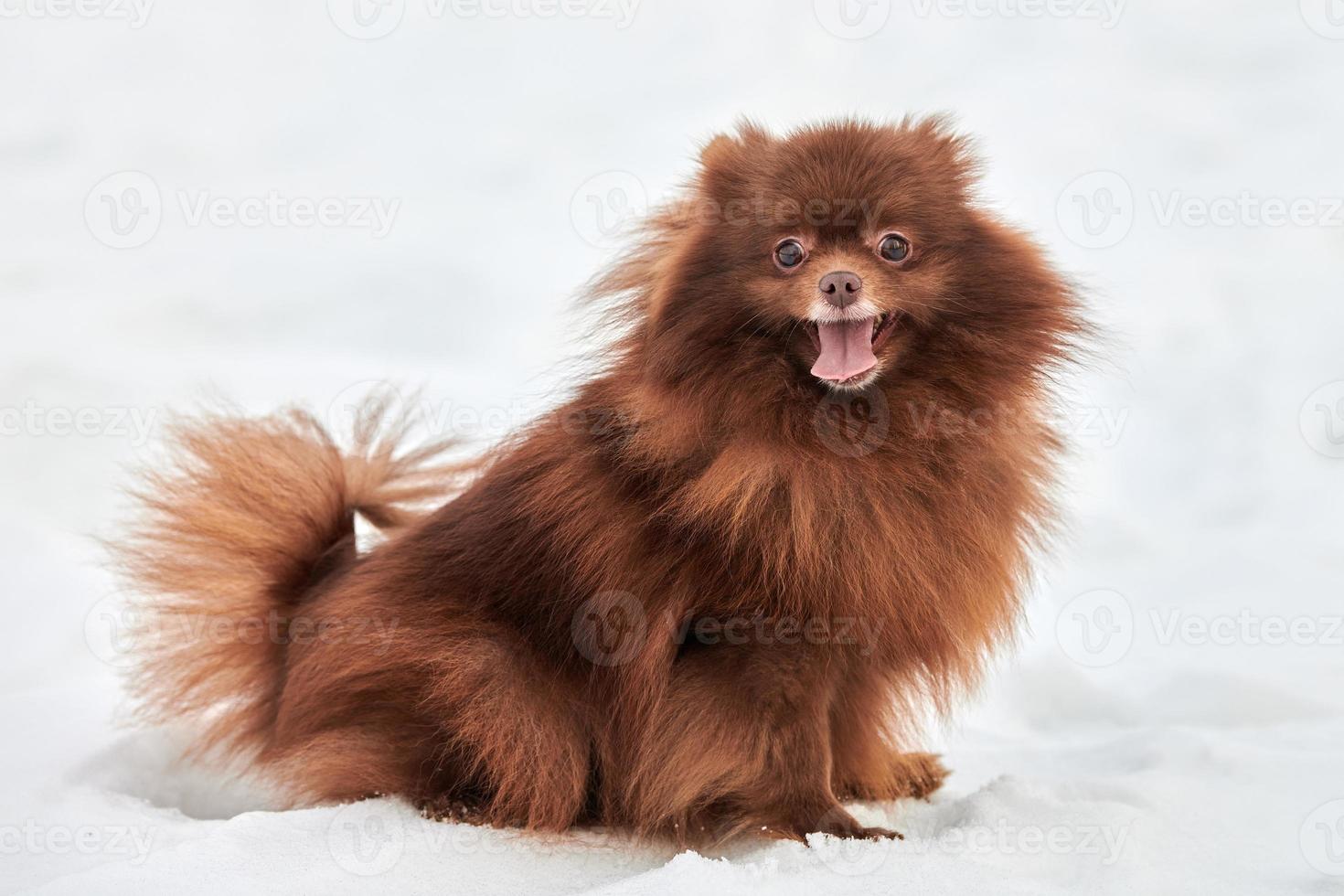 engraçado cão spitz da Pomerânia no inverno caminhando ao ar livre em tamanho real retrato de vista lateral bonito spitz marrom foto