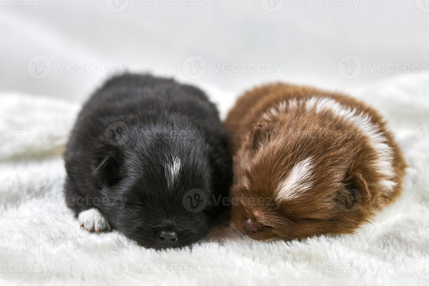 dois cachorrinhos chihuahua dormem em tecido branco macio, lindos cachorros marrons e pretos sonolentos foto