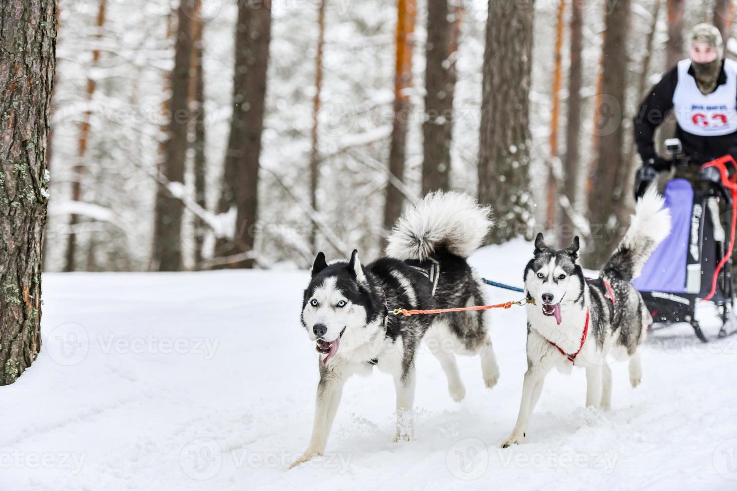 corrida de cães de trenó husky foto