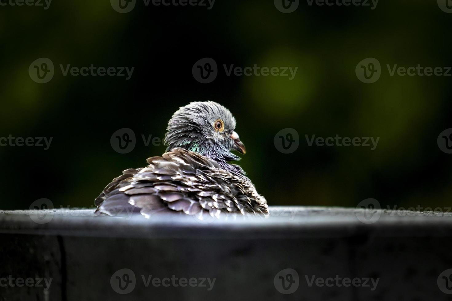 close-up pombo-correio tomando banho no parque verde foto