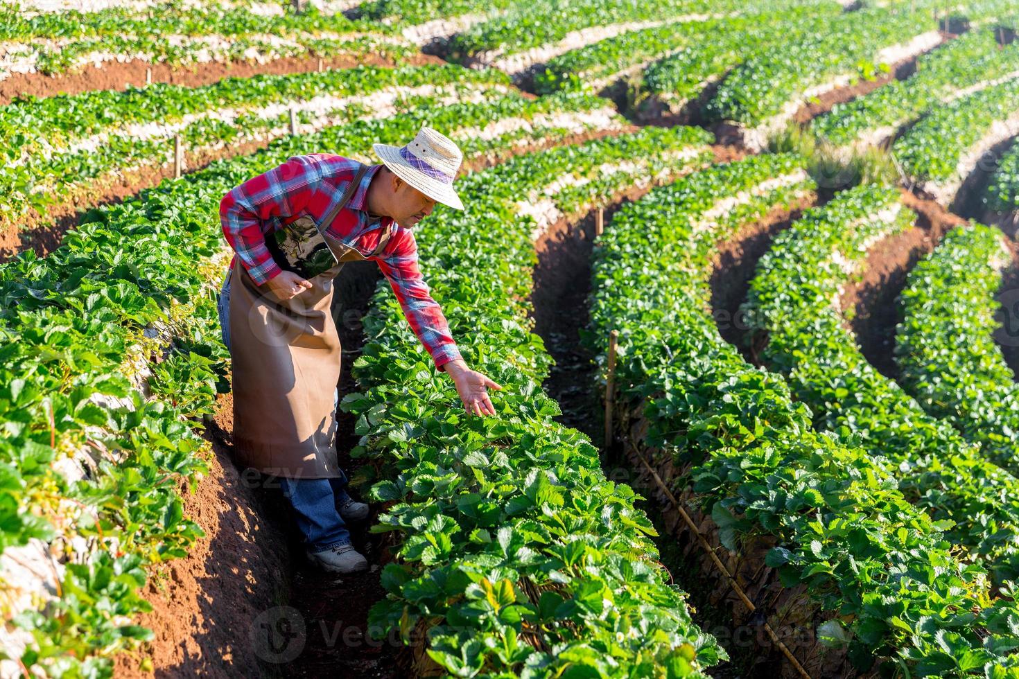 jardineiro lida com arbusto de morangos no jardim. controle de ervas daninhas, plantando arbustos de morangos floridos. jardinagem primavera. planta de morango nas mãos de agricultores crescendo na cama do jardim. foto