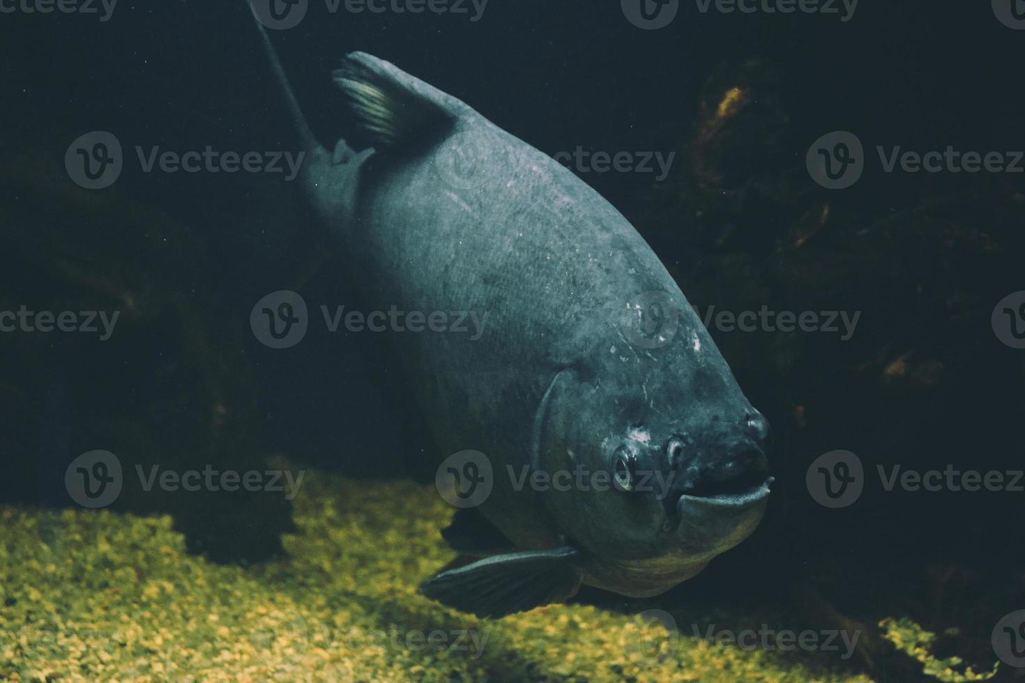 piranha cinzenta - peixe serrasalmidae nadando foto
