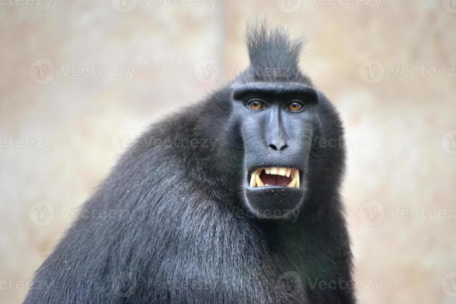 macaco preto - close-up na cabeça foto