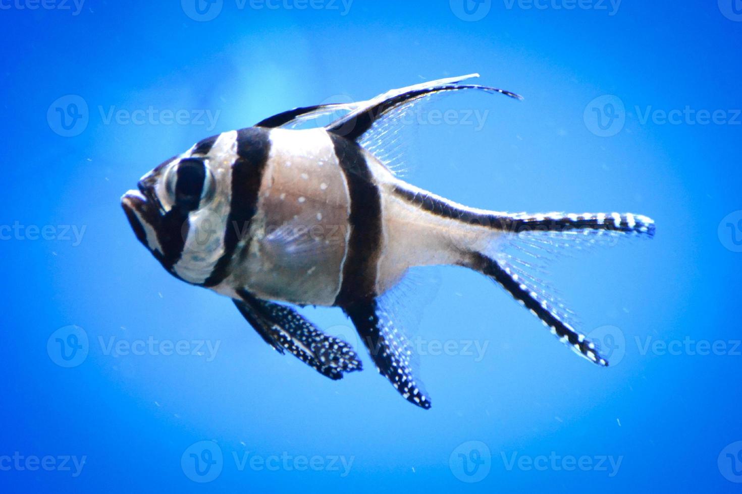 banggai cardeal peixe nadando debaixo d'água, fundo azul foto