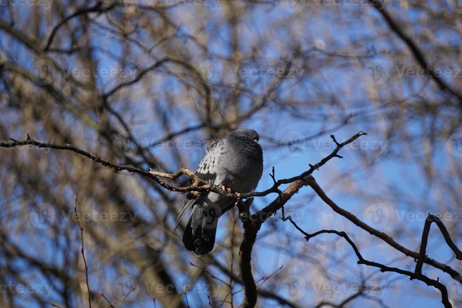 pombo sentado em uma árvore, céu ao fundo foto