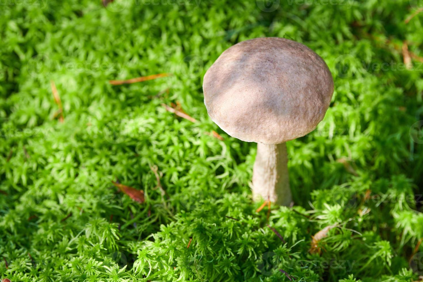 cogumelo de bétula. fungo comestível crescendo em musgo. bolete fantasma branco. espaço de cópia foto