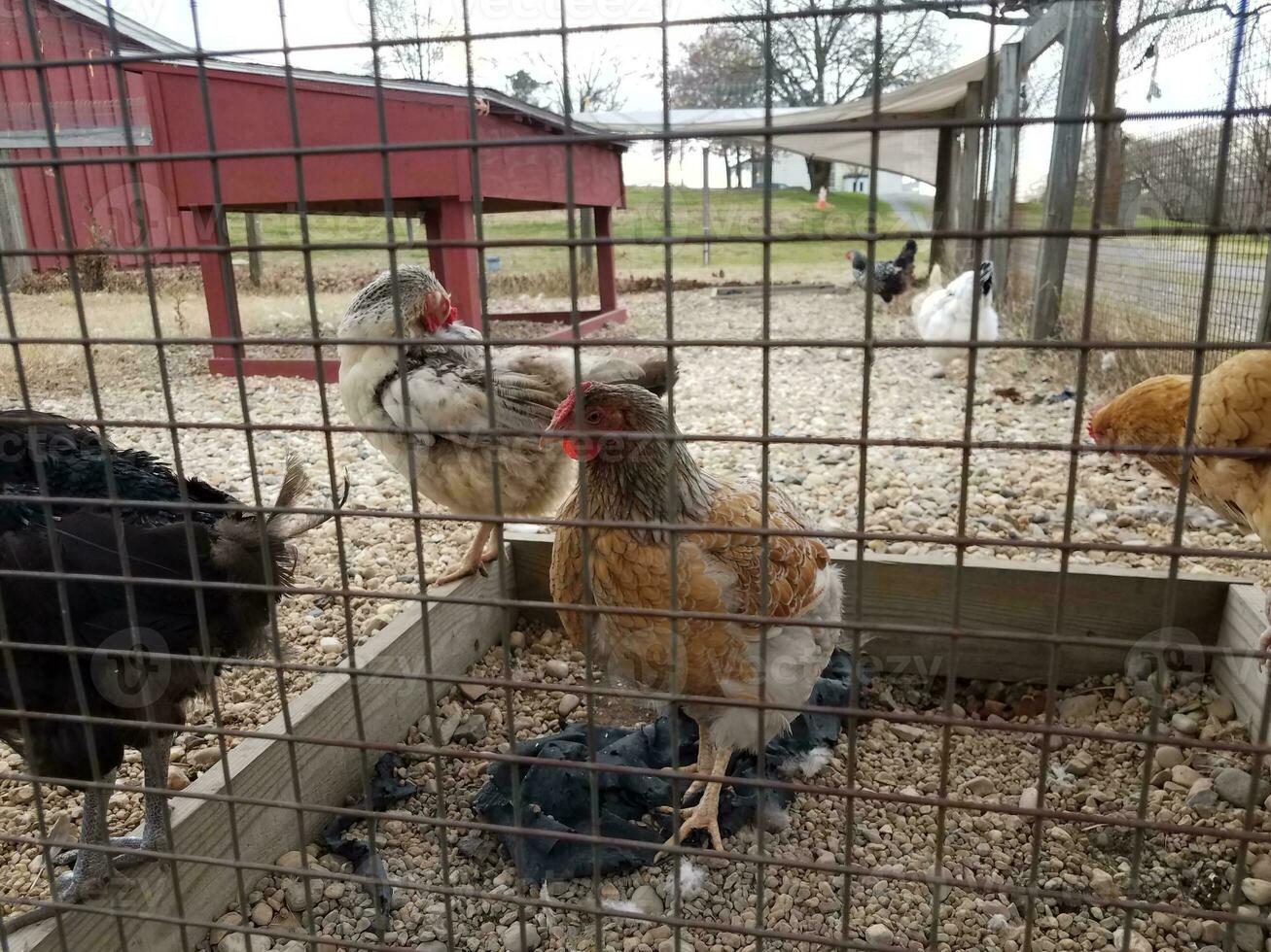 galinhas e galos no galinheiro na fazenda com cerca foto