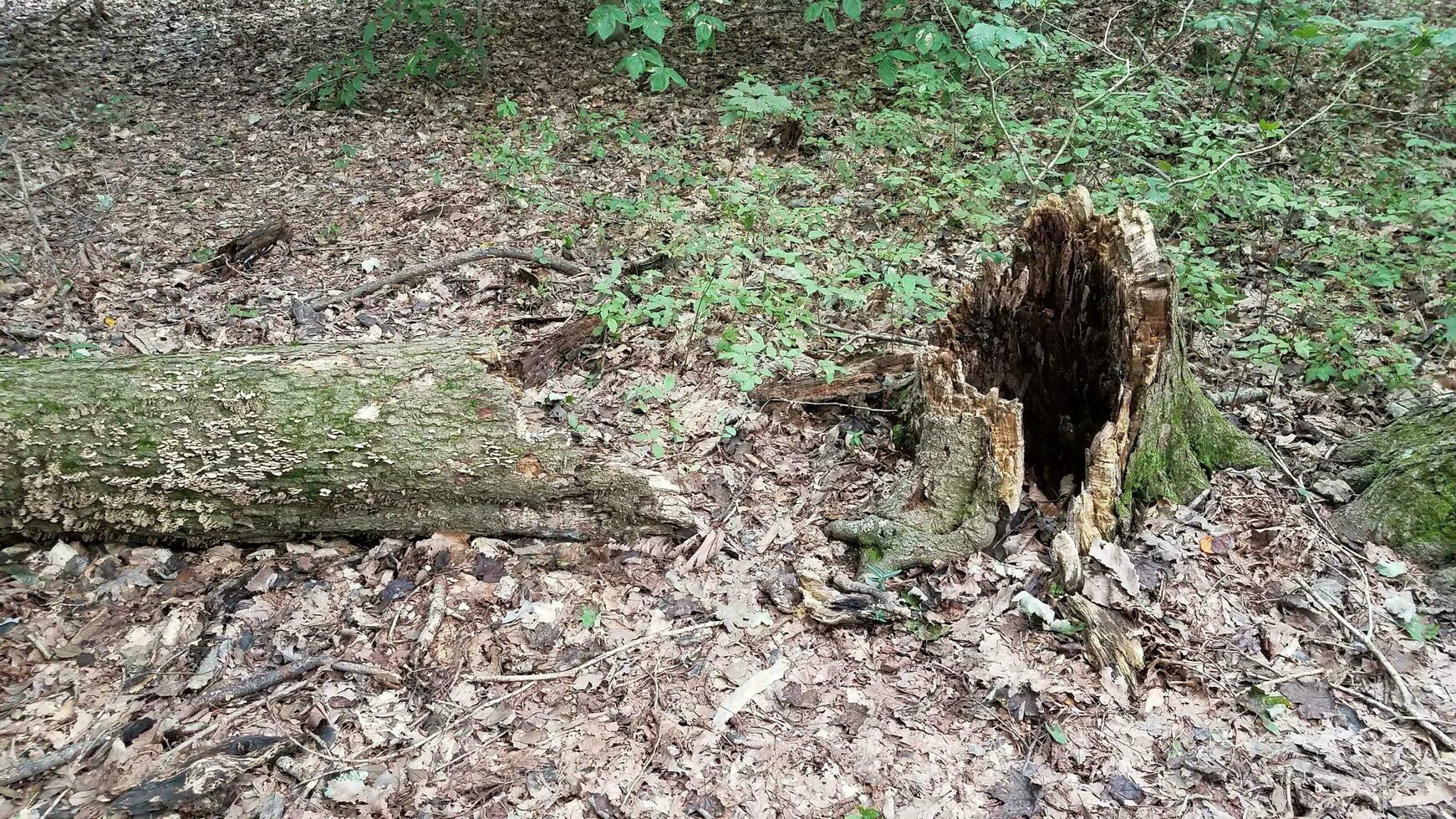 árvore caída em decomposição na floresta ou bosque com cogumelos foto