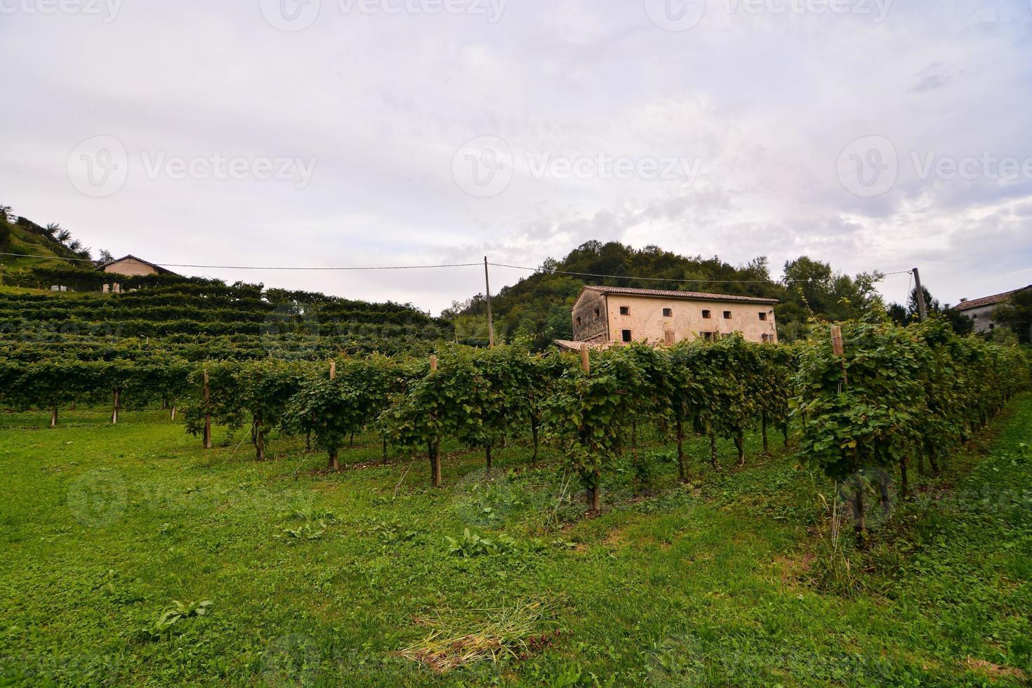 paisagem de vinhedos em roma na itália foto