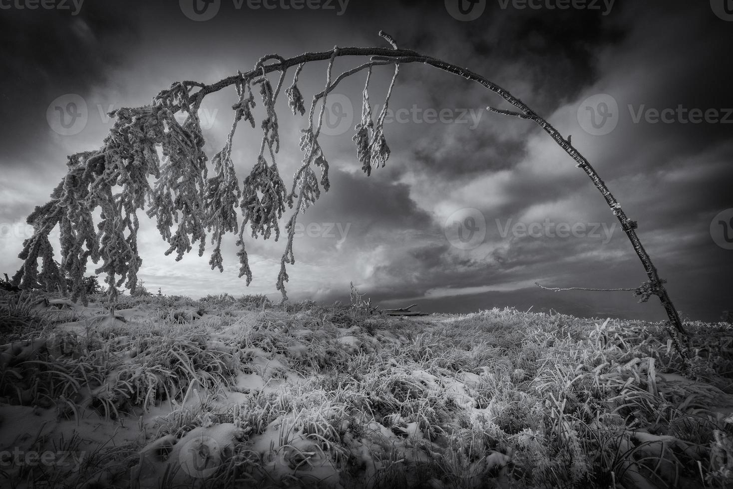 árvore dobrada no inverno foto