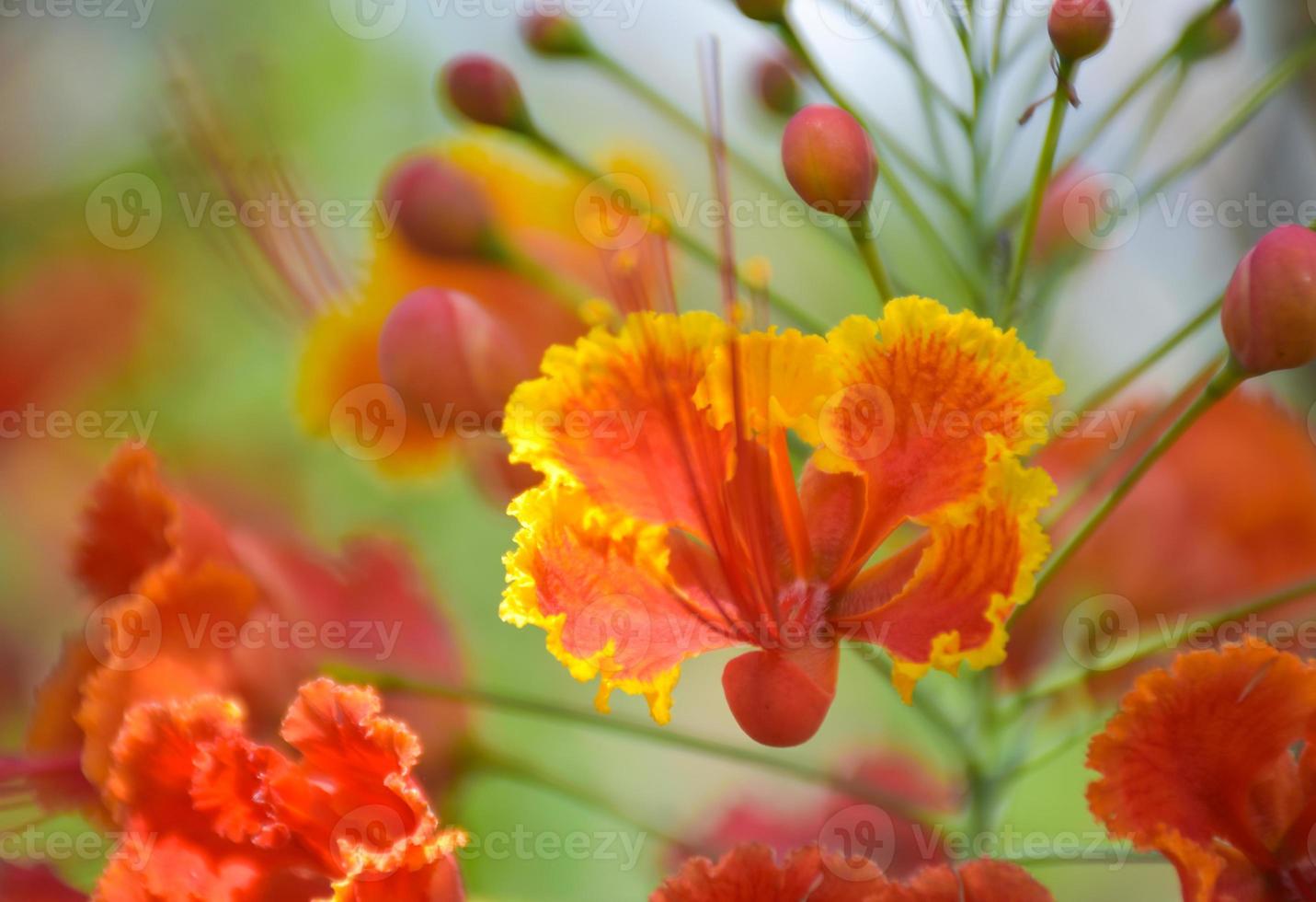 laranja caesalpinia pulcherrima flor florescendo beleza natureza foto