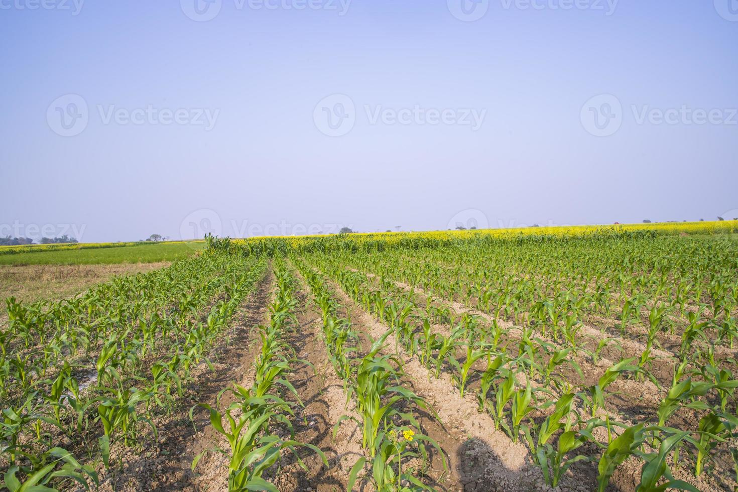 couve de campo de milho verde em crescimento no campo agrícola com céu azul, conceito de agricultura foto