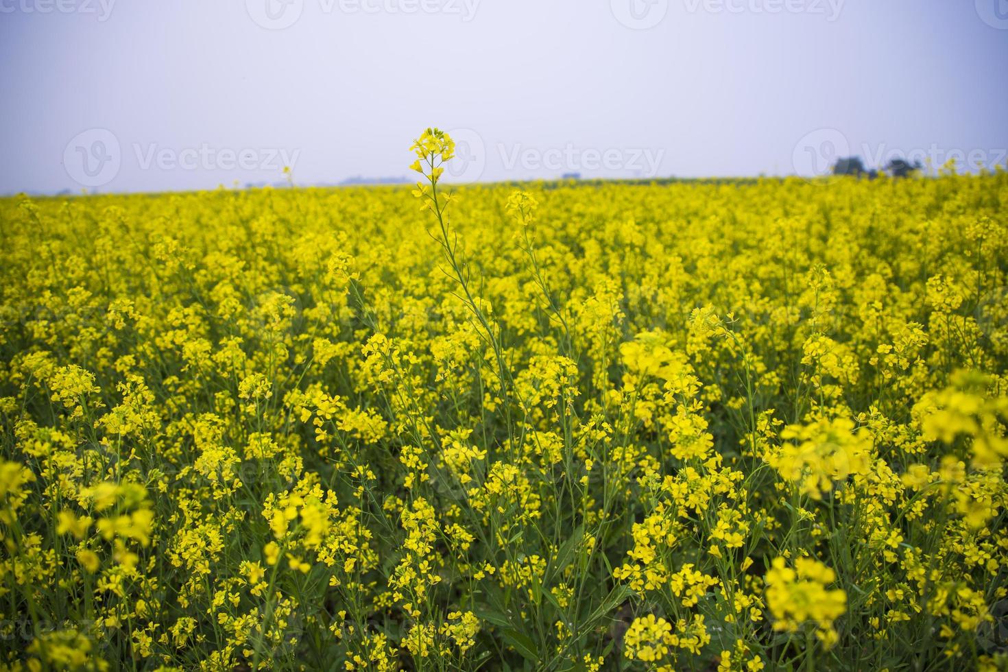 bela paisagem floral de flores de colza em um campo na zona rural de bangladesh foto