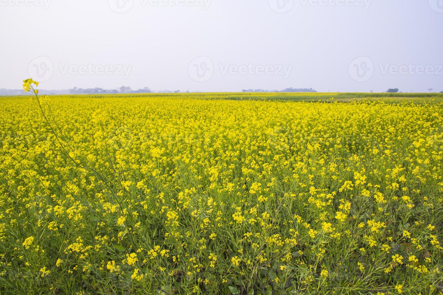 bela paisagem floral de flores de colza em um campo na zona rural de bangladesh foto