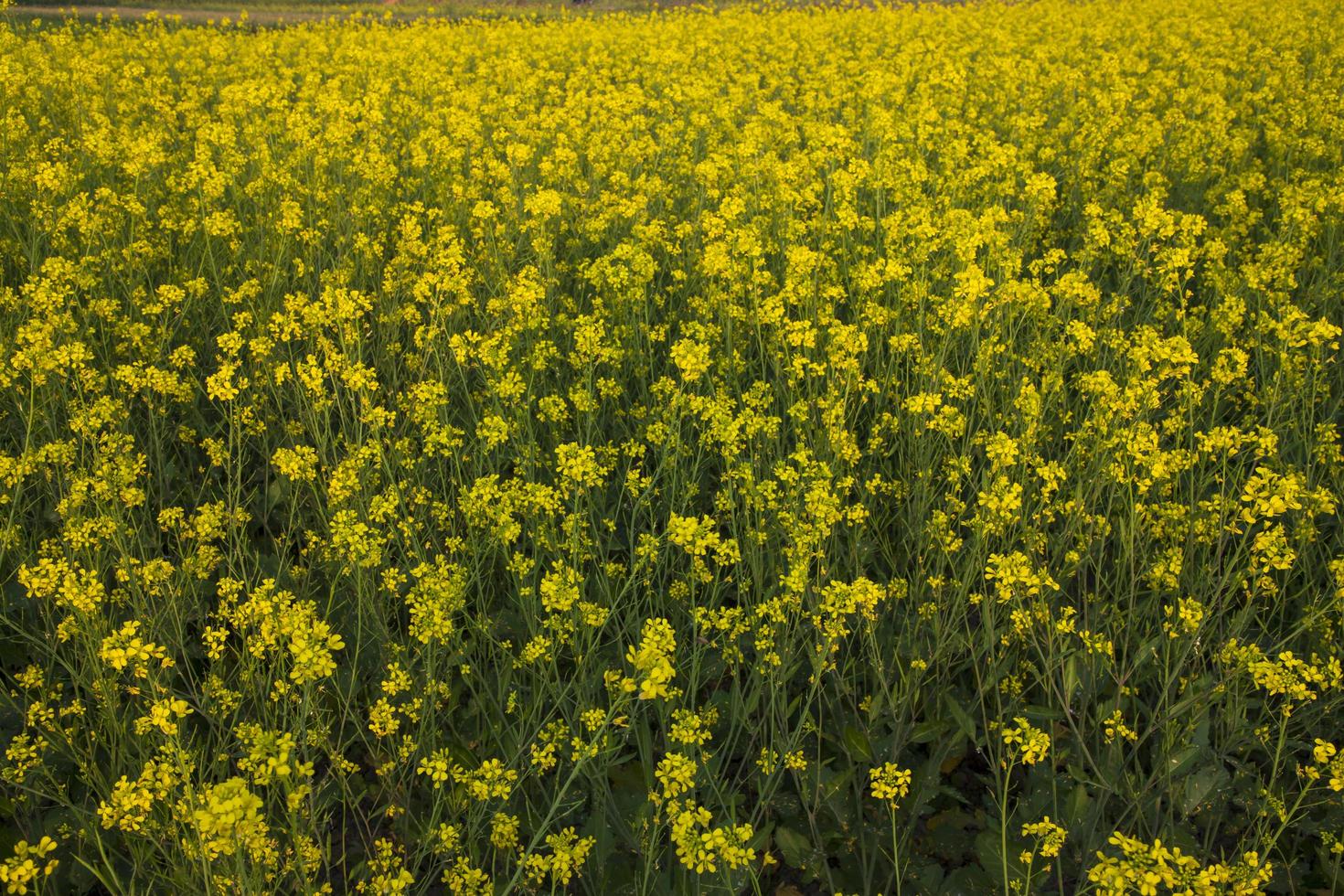 florescendo flores amarelas de colza no campo. pode ser usado como um fundo de textura floral foto