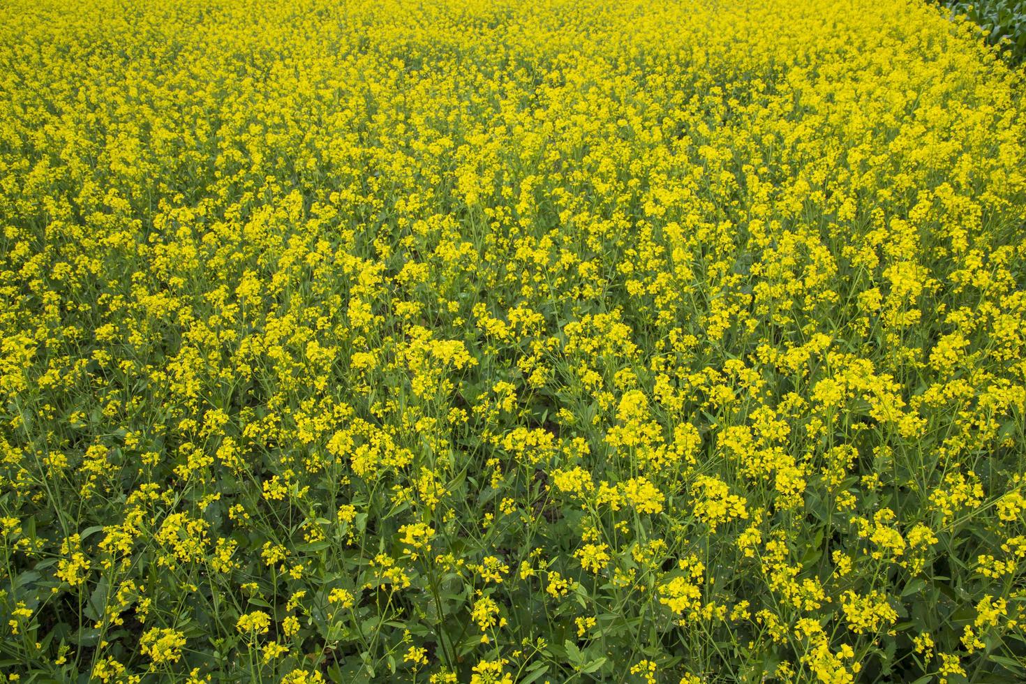 florescendo flores amarelas de colza no campo. pode ser usado como um fundo de textura floral foto