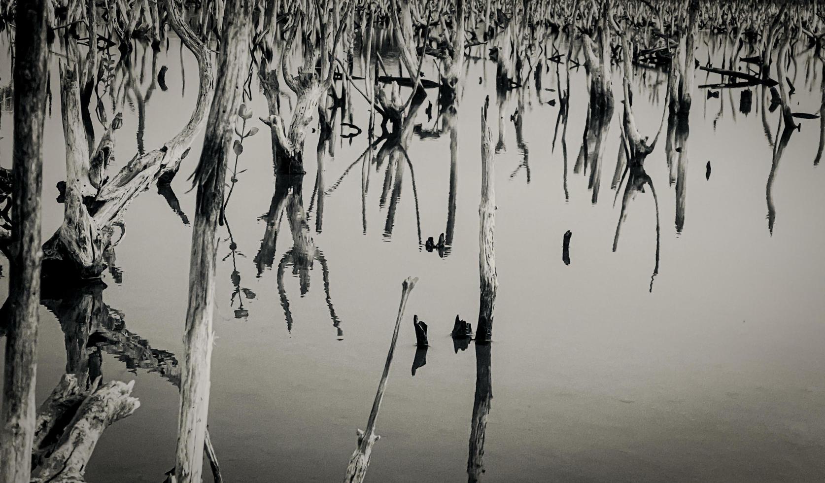 paisagem de floresta de mangue destruída, floresta de mangue destruída é um ecossistema que foi severamente degradado ou eliminado devido à urbanização e poluição. ajude a cuidar do manguezal. foto