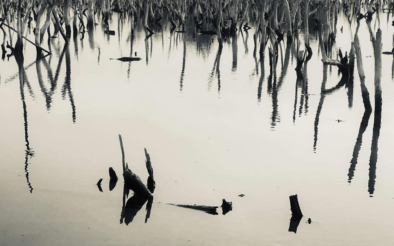 paisagem de floresta de mangue destruída, floresta de mangue destruída é um ecossistema que foi severamente degradado ou eliminado devido à urbanização e poluição. ajude a cuidar do manguezal. foto