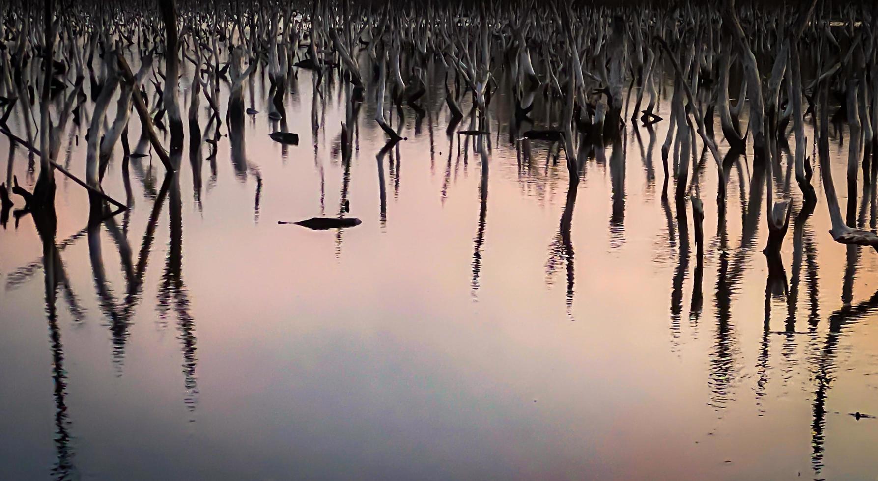 cenário crepuscular da floresta de mangue, panorama crepuscular da floresta de mangue à noite, bela floresta de mangue, sejam os tons quentes de um crepúsculo ou amanhecer, reflexo cintilante do relaxamento foto