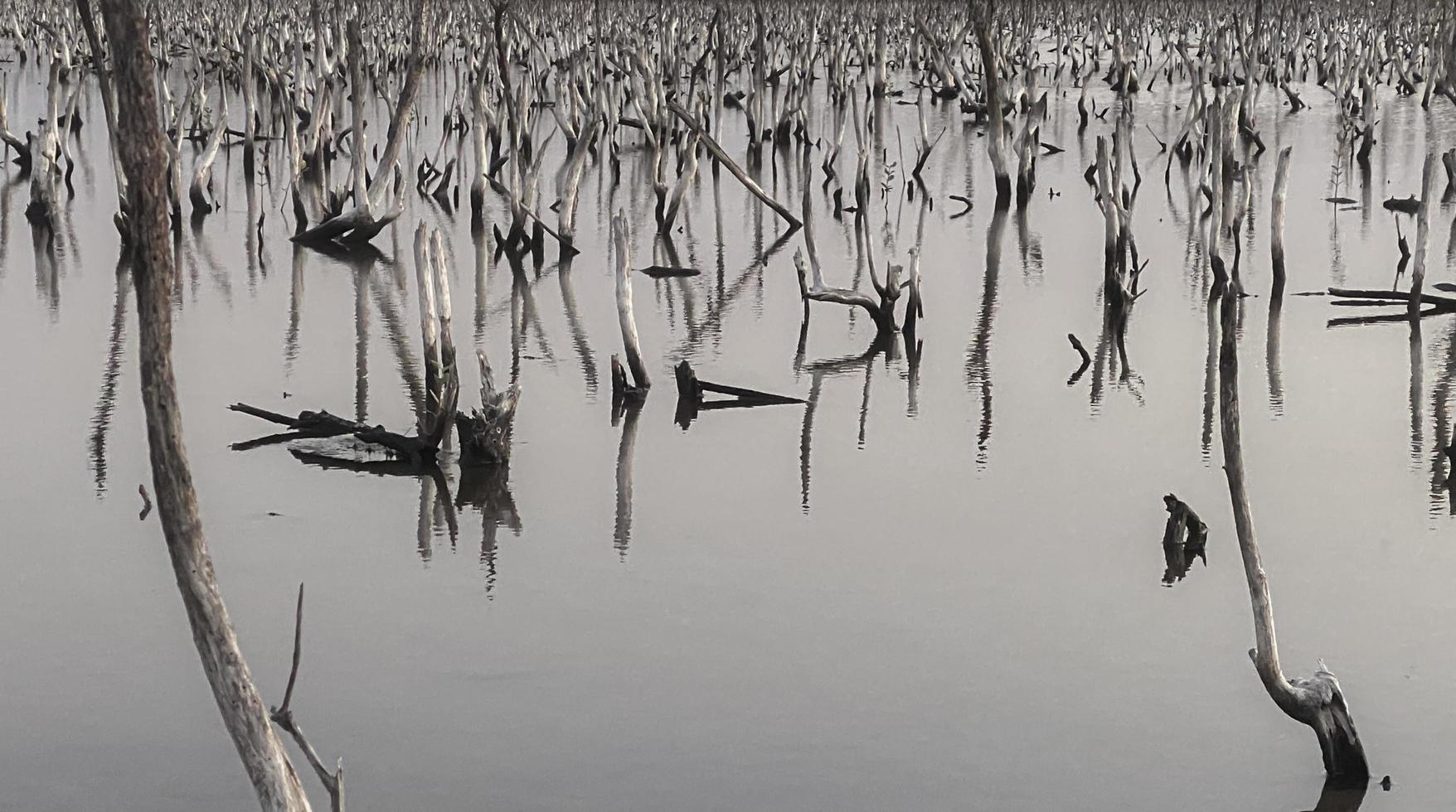 paisagem de floresta de mangue destruída, floresta de mangue destruída é um ecossistema que foi severamente degradado ou eliminado devido à urbanização e poluição. ajude a cuidar do manguezal. foto