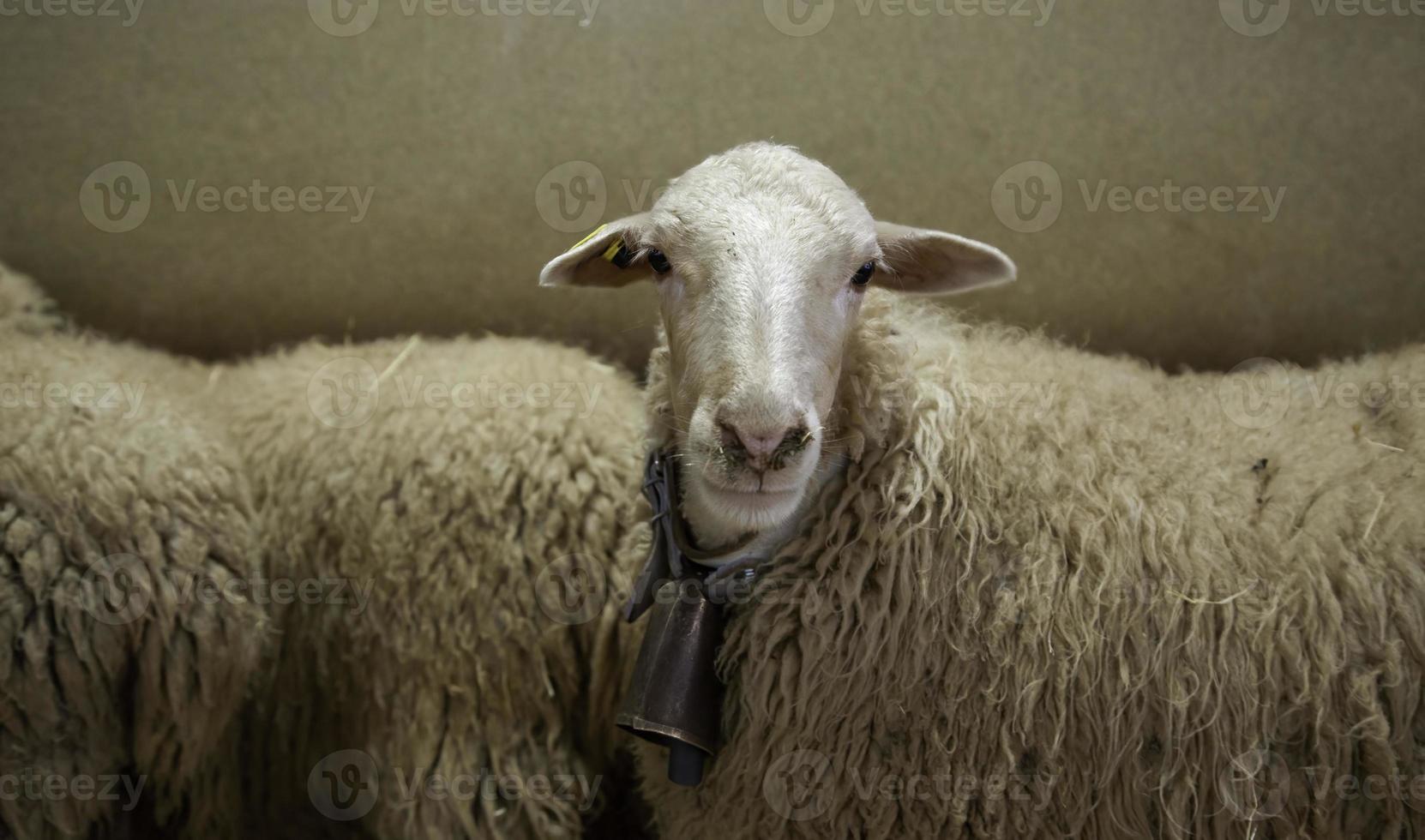 ovelhas em uma fazenda foto