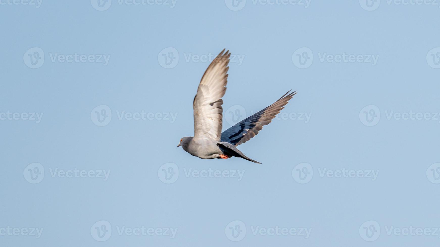 pombo voando no céu azul foto