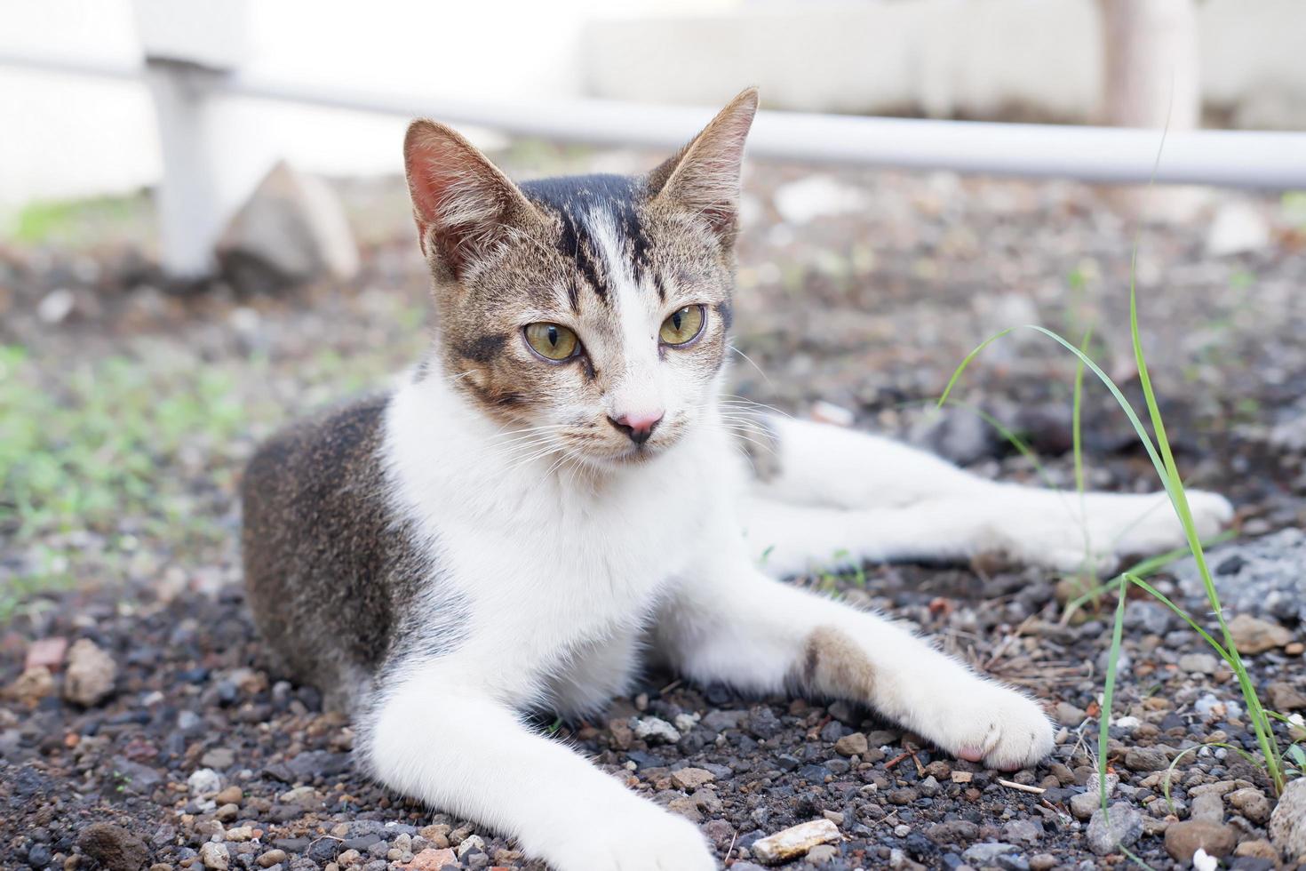 adorável gato fofo como pano de fundo foto