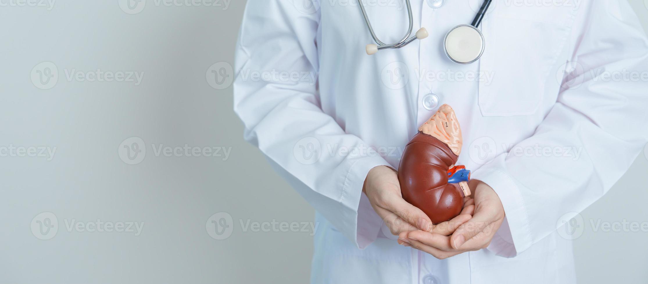 médico segurando modelo anatômico de glândula adrenal renal. doença do sistema urinário e pedras, câncer, dia mundial do rim, rim crônico, urologia, nefrite, renal e conceito de transplante foto