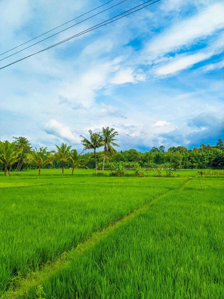 vista pacífica da aldeia. enormes campos agrícolas no meio de uma vasta paisagem. foto