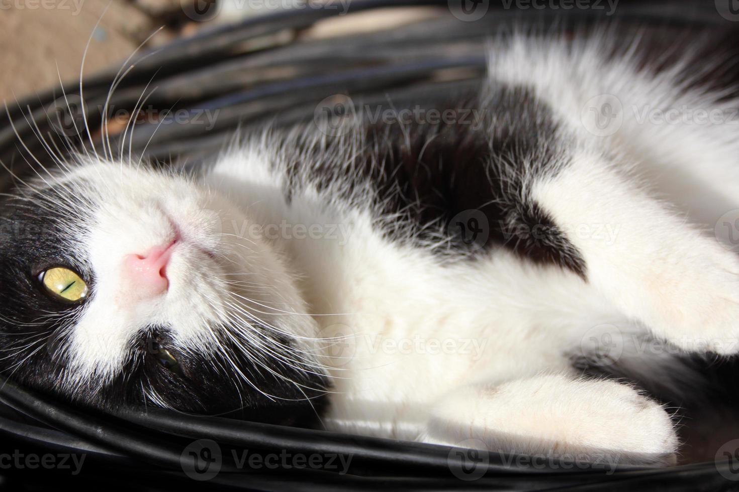 gato brincalhão dorme em fios elétricos, gatinho brinca com fios foto