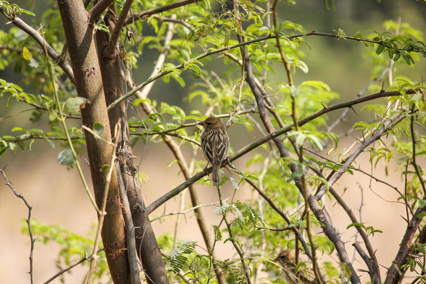 um pássaro tecelão empoleirado no galho de uma árvore foto