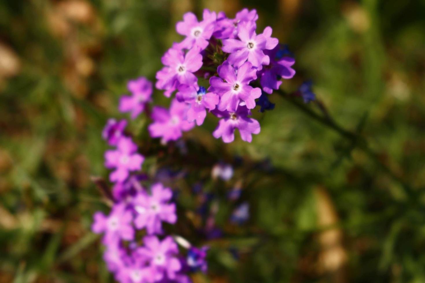 plantas com flores coloridas brilhantes no jardim ao ar livre em karachi paquistão 2022 foto