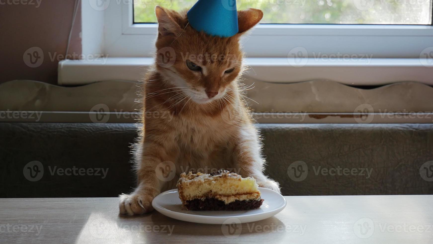 gato ruivo comendo bolo de aniversário. gato de aniversário. boné na cabeça. gato de aniversário ou feriado. 4k foto