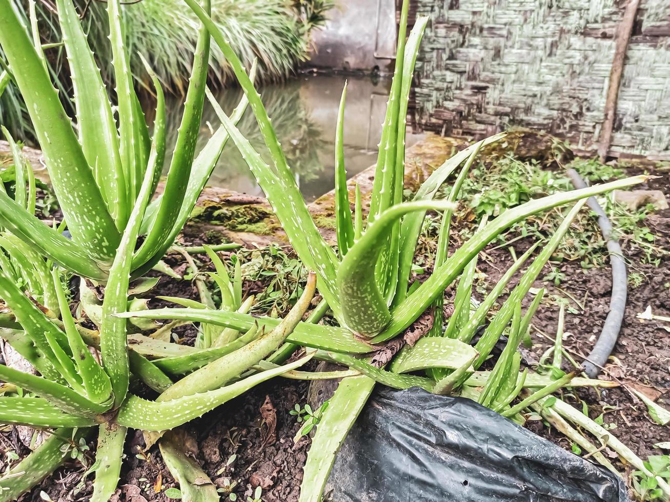 planta de ervas aloe vera cresce selvagem foto