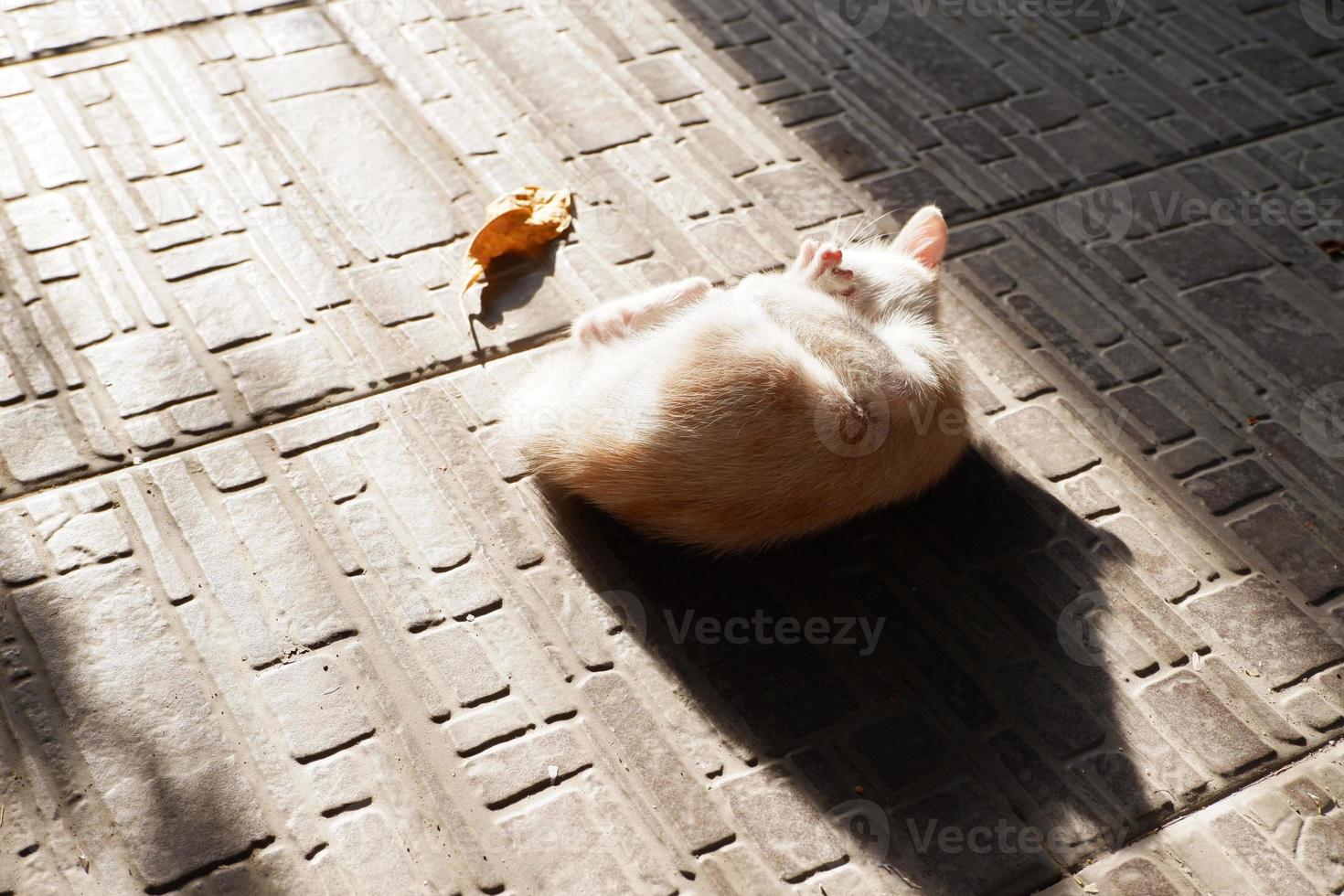 adorável gato fofo como pano de fundo foto