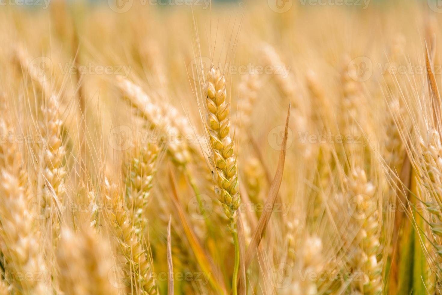sementes de trigo agrícola fundo de campo de trigo foto