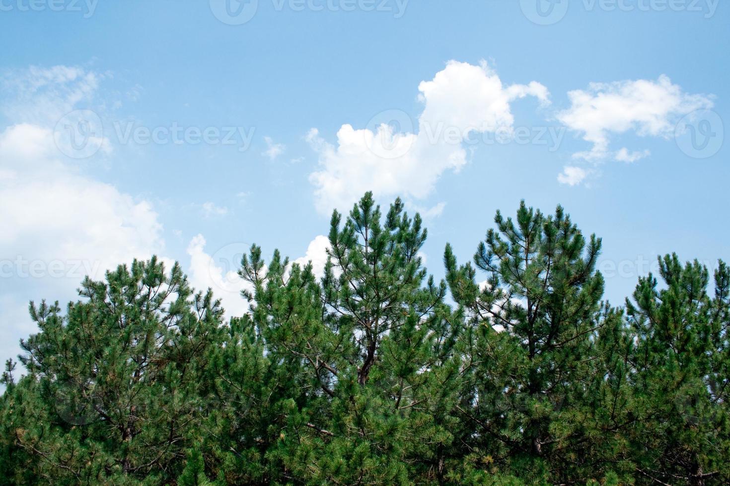 pinheiros verdes contra o céu e nuvens foto