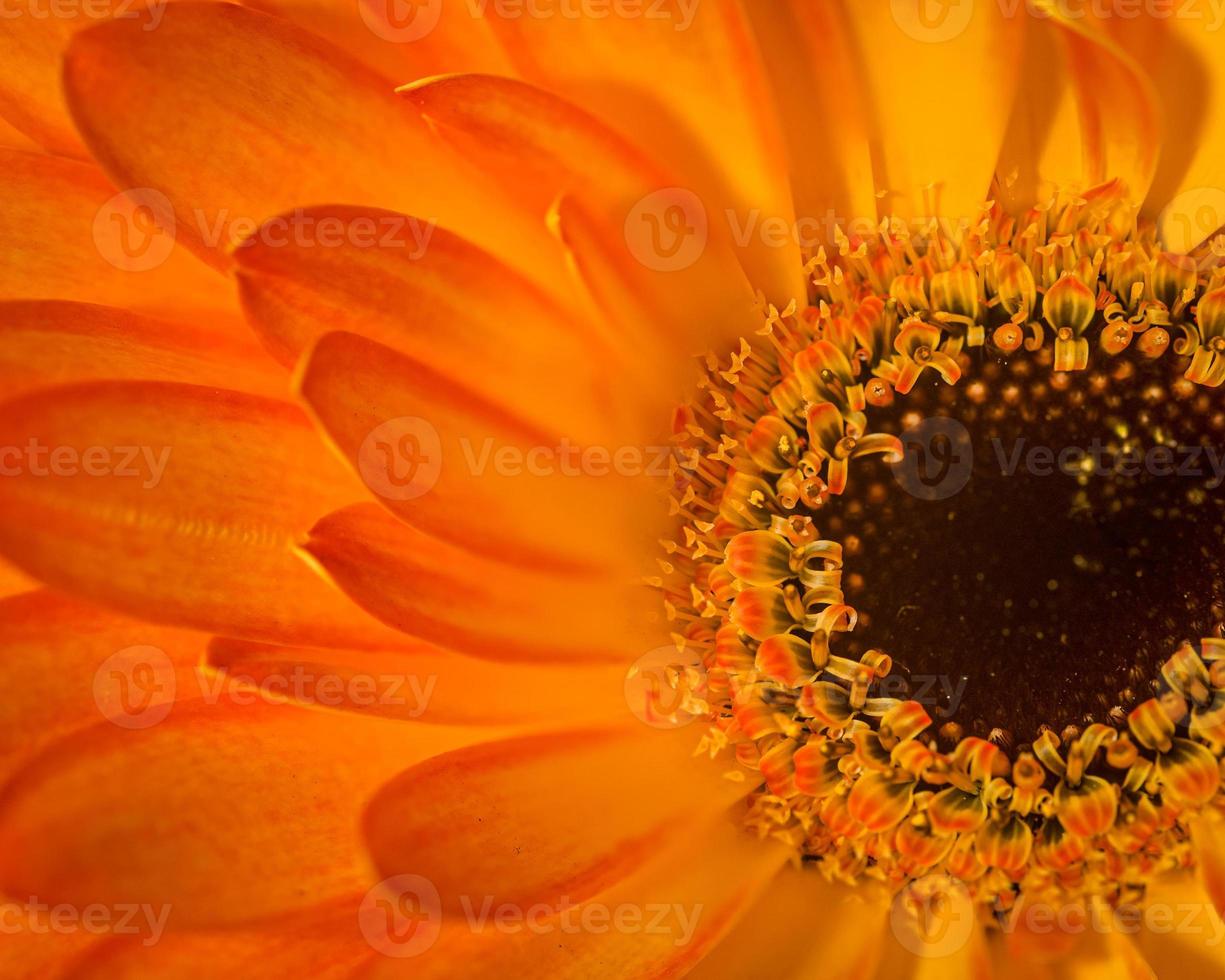 macro close-up fotografia de uma flor de laranjeira ensolarada foto