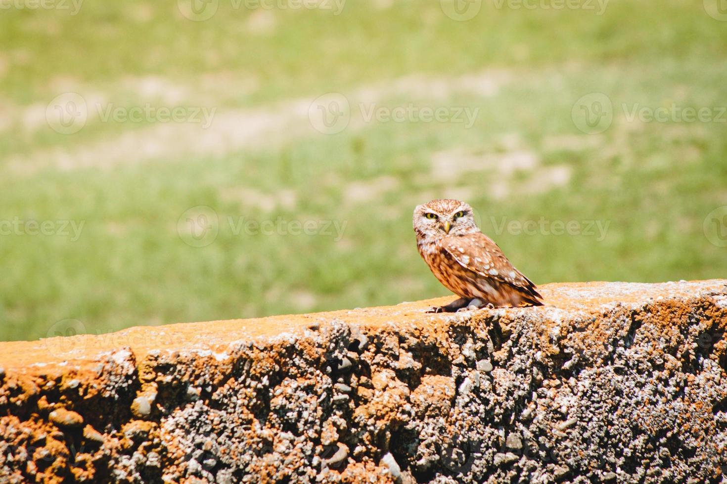 coruja macho sente-se no bloco de cimento isolado na primavera verde nature.caucasus flora e fauna. kakheti. parque nacional vashlovani foto