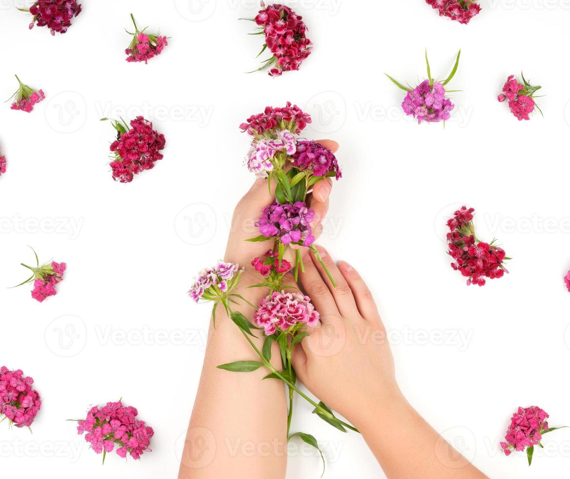 mãos femininas com pele lisa e clara e botões de um cravo turco em flor foto