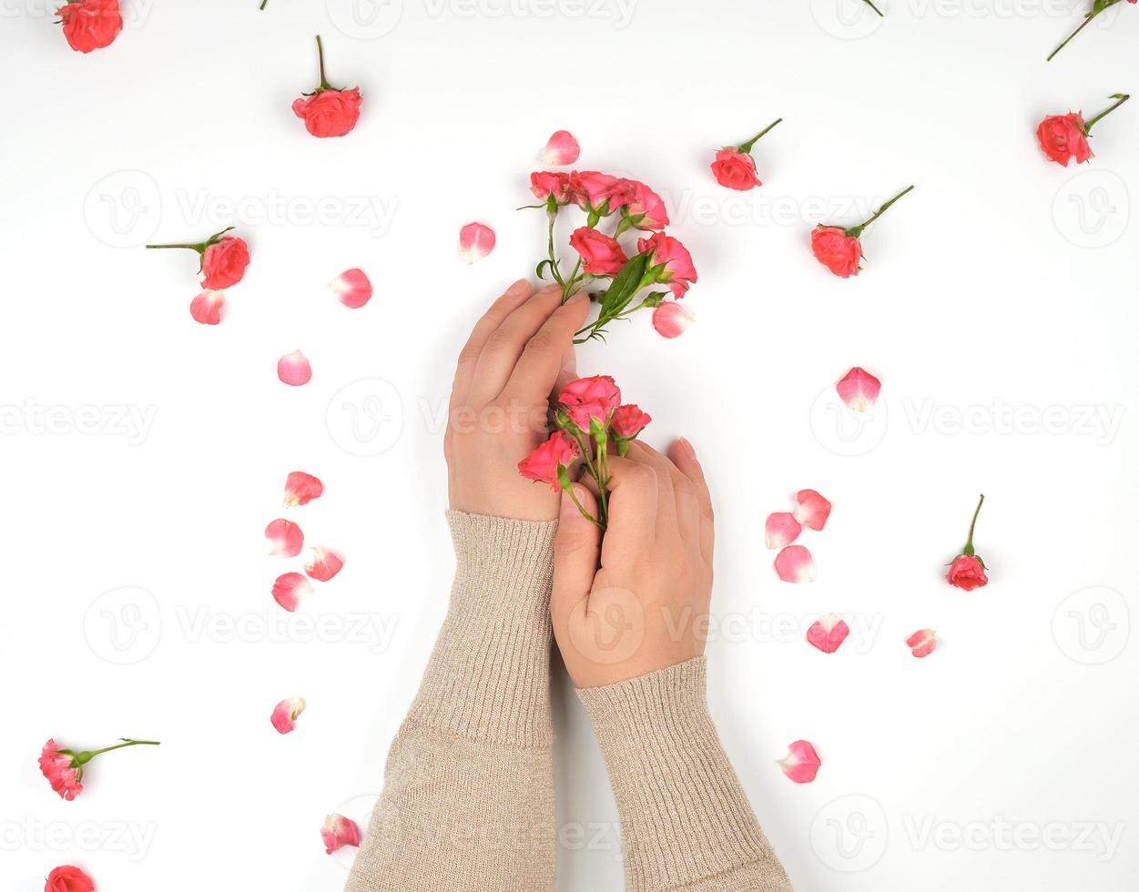 duas mãos femininas com pele lisa, fundo branco com botões de rosa rosa foto