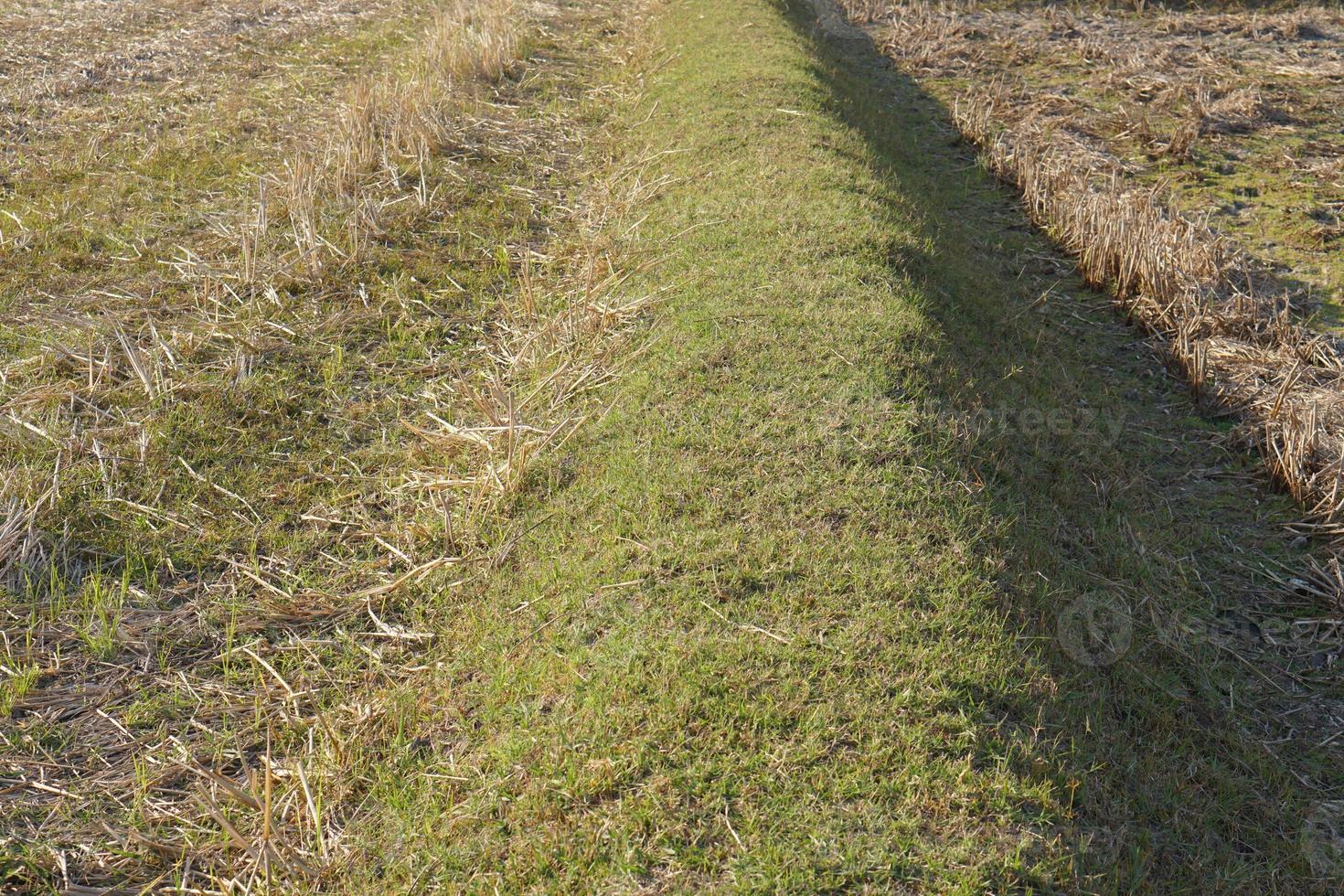 caminho de grama verde no campo foto