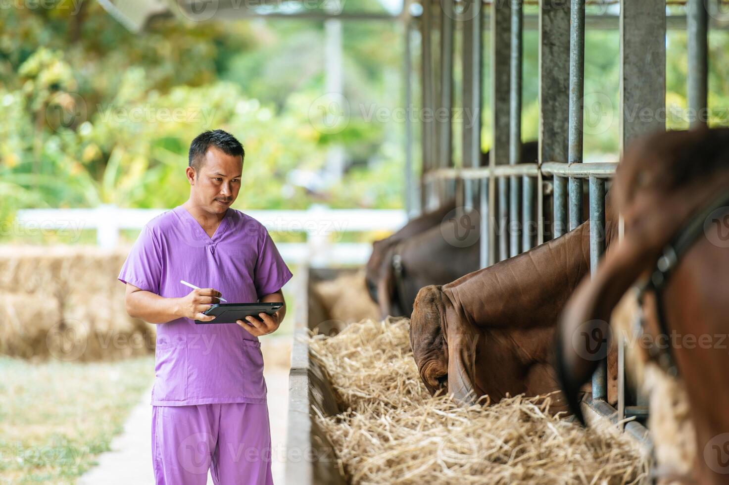 homem jovem agricultor asiático com computador tablet pc e vacas no estábulo na fazenda de gado leiteiro. indústria agrícola, agricultura, pessoas, tecnologia e conceito de criação de animais. foto