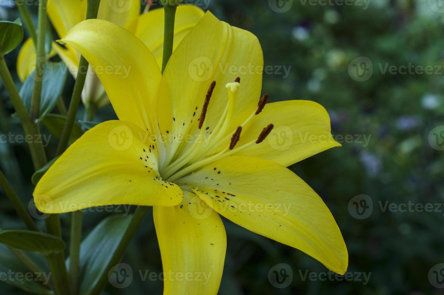 lírio amarelo, close-up foto